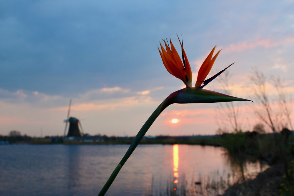 Strelitzia