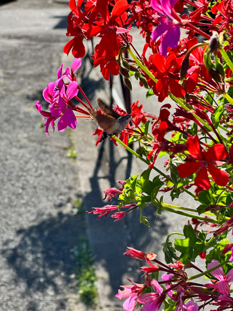 Kolibrievlinder